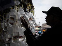 Buyers check betta fish at Parung ornamental fish market in Bogor of West Java province on 12 November 2022. Parung ornamental fish market i...