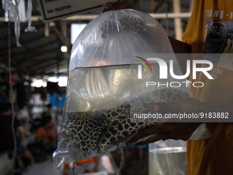 A vendor with leopard hills fish at his stall in Parung ornamental fish market in Parung, West Java on 12 November 2022. Parung ornamental f...