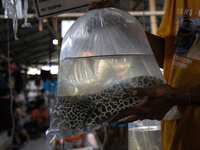 A vendor with leopard hills fish at his stall in Parung ornamental fish market in Parung, West Java on 12 November 2022. Parung ornamental f...
