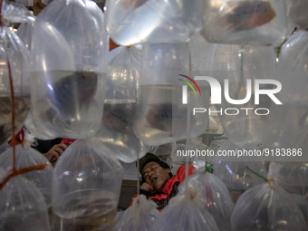 A vendor sleep in his stall at Parung ornamental fish market in Bogor of West Java province on 12 November 2022. Parung ornamental fish mark...