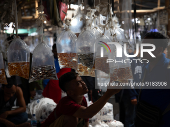 A man selling aquarium fish waits for customers at his stall in a market in Parung, West Java on 12 November 2022. Parung ornamental fish ma...