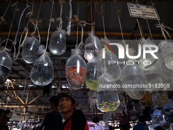 A man selling aquarium fish waits for customers at his stall in a market in Parung, West Java on 12 November 2022. Parung ornamental fish ma...