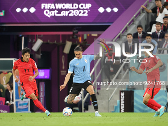 Darwin Nunez of Uruguay, Na Sang-Ho of South Korea (L) during the FIFA World Cup 2022, Group H football match between Uruguay and Korea Repu...