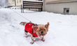 A Yorkshire Terrier during snowfall in the city as Arctic blast heads for Europe. Krakow,...