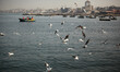 Seagulls fly on the Mediterranean Sea near the port in Gaza City on November 29, 2015. 