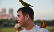 A lovebird rests on a man head as other rests on a shoulder at a park in Bangkok, Thailand...
