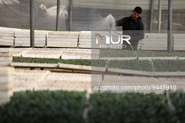 A Palestinian agricultural engineer works at grafting seedling of watermelon at a greenhouse, in Beit Lahiya in the northern Gaza Strip on J...