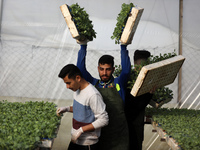 Palestinian agricultural engineers work at grafting seedling of watermelon at a greenhouse, in Beit Lahiya in the northern Gaza Strip on Jan...
