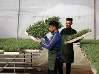 Palestinian agricultural engineers work at grafting seedling of watermelon at a greenhouse, in Beit Lahiya in the northern Gaza Strip on Jan...