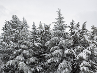 Trees are seen after a snowfall in L'Aquila, Italy, on January 23, 2023. Central Italy is involved in a bad weather wave which is bringing s...