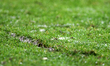 Cluj Arena's damaged lawn during Romania Superliga: FC Universitatea U Cluj against FC Rap...