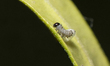 A Monarch butterfly (Danaus plexippus) caterpillar hatches from an egg in a hobby breeding...