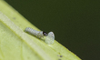 A newly-hatched Monarch butterfly (Danaus plexippus) caterpillar eats its eggshell in a ho...