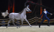 Arabian Fillies two-year old Diala Al Zobair, owned by Shaheen Ali Makki Almadeed of Qatar...