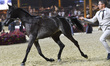 Arabian Fillies two-year old Fidha Al Rayyan, owned by Abdulla Khalifa J A Al Kuwari of Qa...