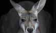 A kangaroo peeks out of its hut in the City Zoological Garden in Warsaw, Poland on 07 Febr...