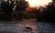 A dog is walking at Filopappou during the sunset in Athens, Greece on February 11, 2023. 