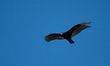 A turkey vulture is seen in flight at the Fernald Nature Preserve on Thursday, February 23...