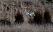 A mute swan is seen at the Fernald Nature Preserve on Thursday, February 23, 2023, in Ross...
