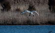 A mute swan is seen at the Fernald Nature Preserve on Thursday, February 23, 2023, in Ross...