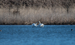 A pair of mute swans are seen at the Fernald Nature Preserve on Thursday, February 23, 202...