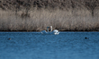 A pair of mute swans are seen at the Fernald Nature Preserve on Thursday, February 23, 202...