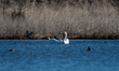 A pair of mute swans are seen at the Fernald Nature Preserve on Thursday, February 23, 202...
