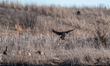 Canada geese are seen at the Fernald Nature Preserve on Thursday, February 23, 2023, in Ro...