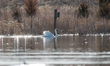A mute swan is seen at the Fernald Nature Preserve on Thursday, February 23, 2023, in Ross...