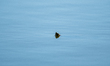 A turtle is seen raising its head above water at the Fernald Nature Preserve on Thursday,...