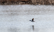 A bufflehead duck is seen in flight at the Fernald Nature Preserve on Thursday, February 2...