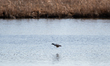 A bufflehead duck is seen in flight at the Fernald Nature Preserve on Thursday, February 2...