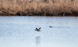 A bufflehead duck is seen in flight at the Fernald Nature Preserve on Thursday, February 2...