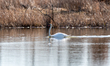 A mute swan is seen at the Fernald Nature Preserve on Thursday, February 23, 2023, in Ross...