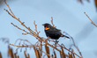 A red-winged blackbird is seen at the Fernald Nature Preserve on Thursday, February 23, 20...