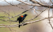 A red-winged blackbird is seen at the Fernald Nature Preserve on Thursday, February 23, 20...