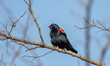 A red-winged blackbird is seen at the Fernald Nature Preserve on Thursday, February 23, 20...
