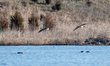Canada geese are seen landing at the Fernald Nature Preserve on Friday, February 24, 2023,...