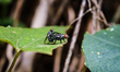 
Sarcophaga is a genus of true flies and the type genus of the flesh-fly family (Sarcopha...