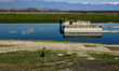 A shepherd walks along lamb on a sunny spring day in Sopore District Baramulla Jammu and K...