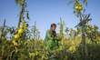 An Indian girl works in a vegetable farm at Dibrugarh in the northeastern state of Assam o...