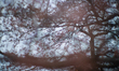 Cherry blossom trees are seen in their third bloom stage at the Tidal Basin in Washington,...