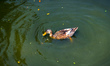 Ducks are swimming inside a pond on the outskirts of Kolkata, India on 12 March 2023. 
