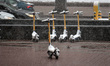 KYIV, UKRAINE - MARCH 12, 2023 - Snow covers electric scooters for rent in early spring, K...