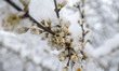 Close up of blossoming flowers covered by snow and ice. Blizzard hits the Netherlands and...