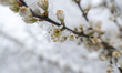 Close up of blossoming flowers covered by snow and ice. Blizzard hits the Netherlands and...