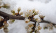 Close up of blossoming flowers covered by snow and ice. Blizzard hits the Netherlands and...