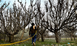 A farmer sprays fertilizers on the Apple trees in Sopore District Baramulla Jammu and Kash...