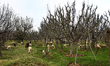 A farmer sprays fertilizers on the Apple trees in Sopore District Baramulla Jammu and Kash...