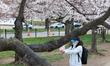A person takes a photograph amongst blooming cherry blossom trees at the Tidal Basin in Wa...